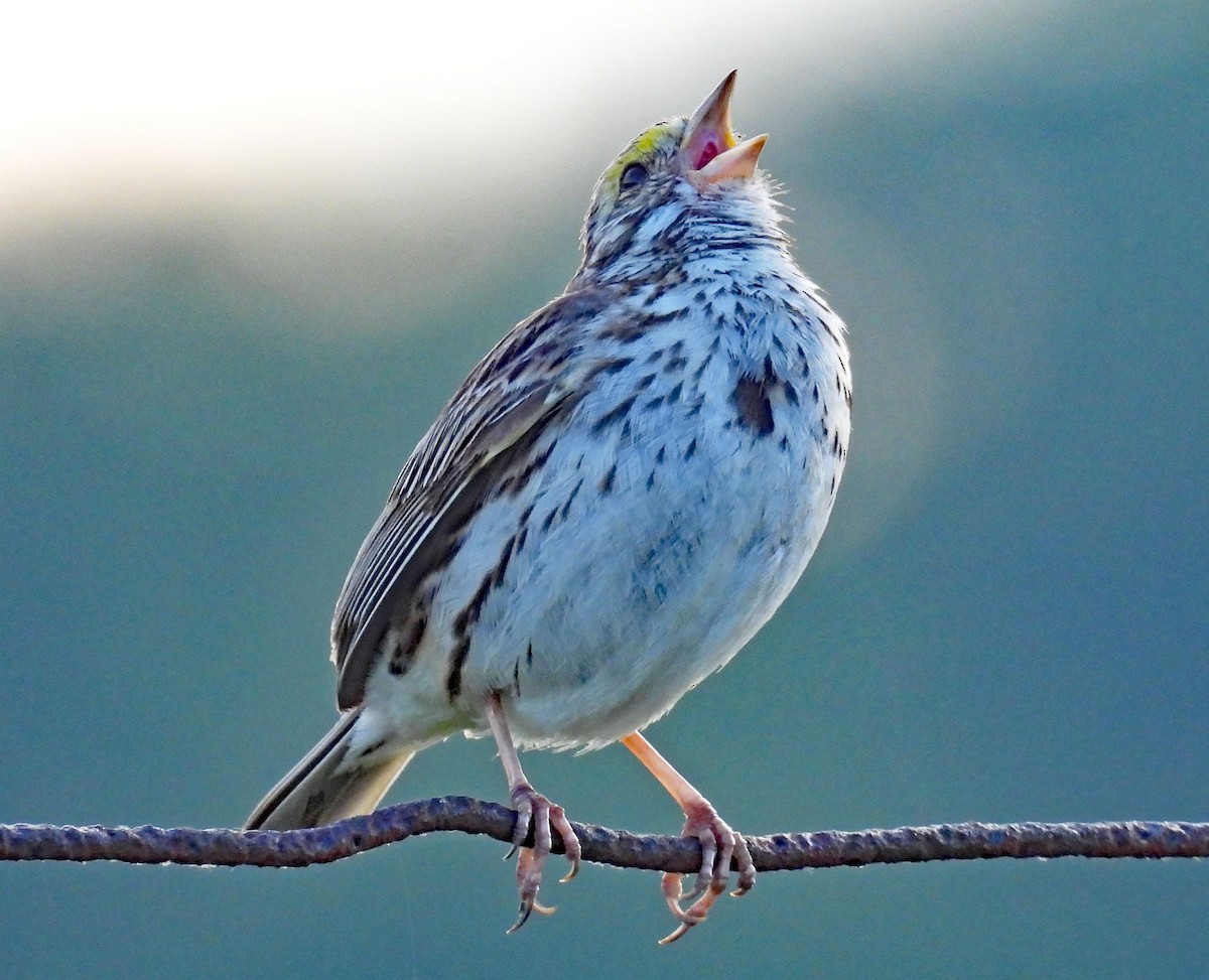 Savannah Sparrow - Don Gorney