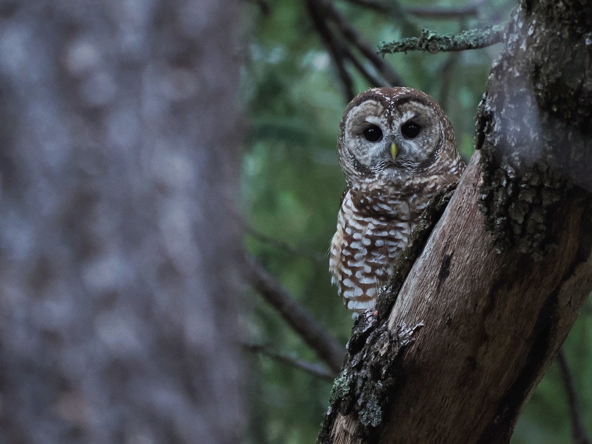 Spotted Owl (Mexican) - ML621319028