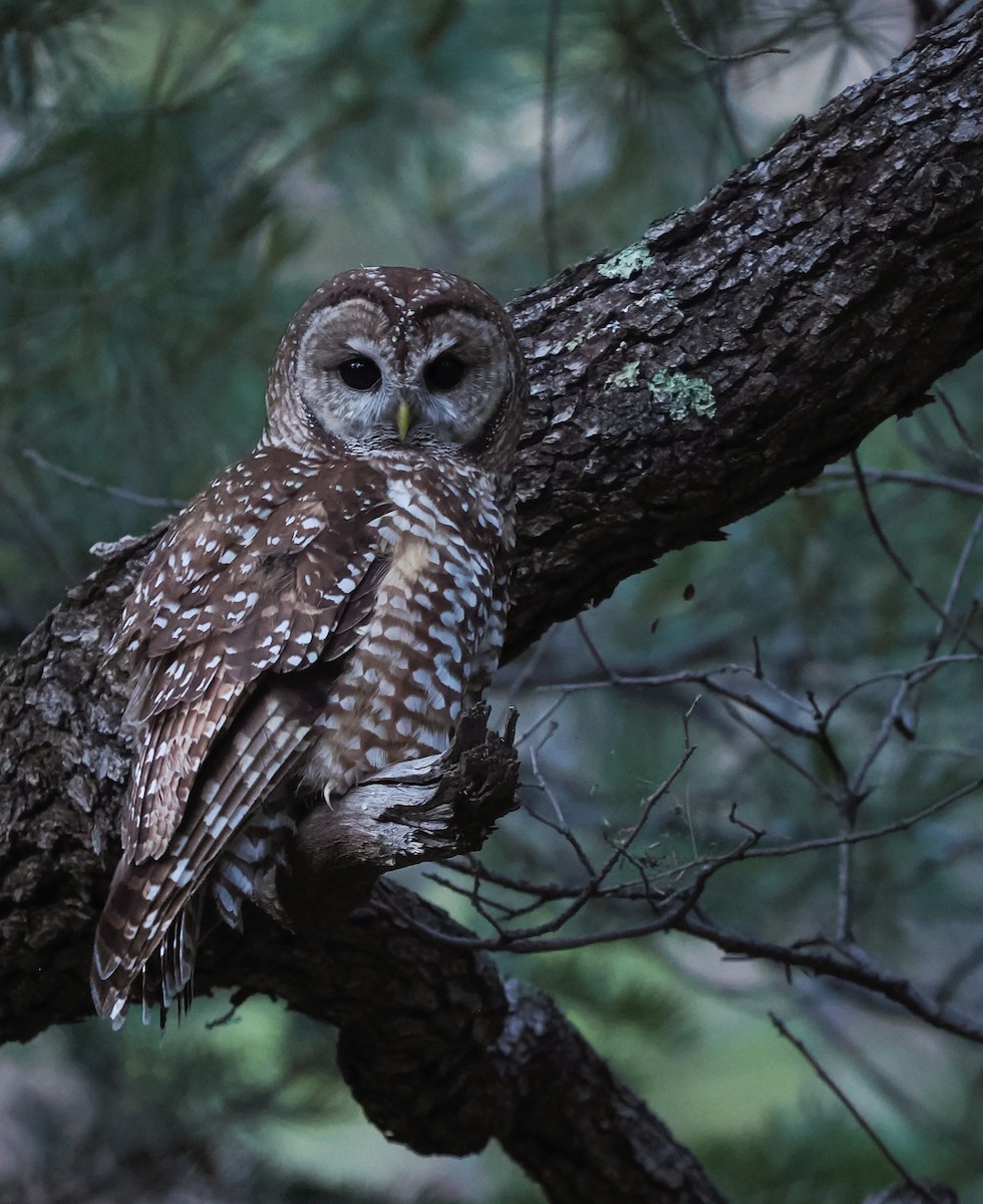 Spotted Owl (Mexican) - ML621319029