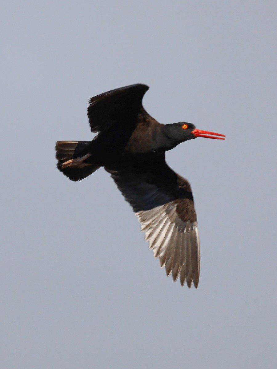 Black Oystercatcher - ML621319080