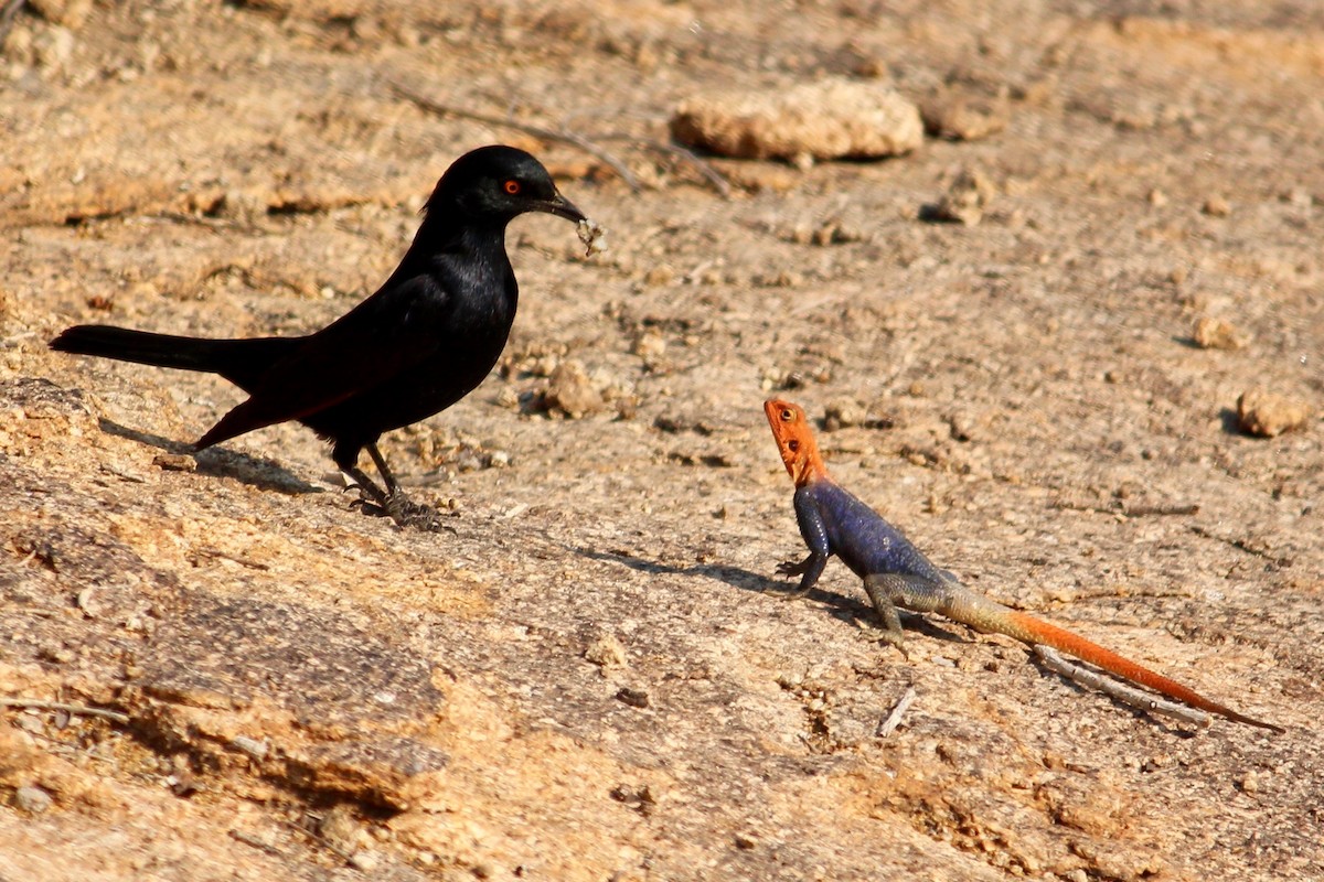 Pale-winged Starling - ML621319085