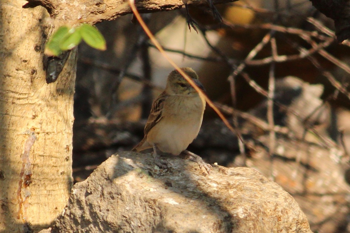 Chestnut Weaver - ML621319130