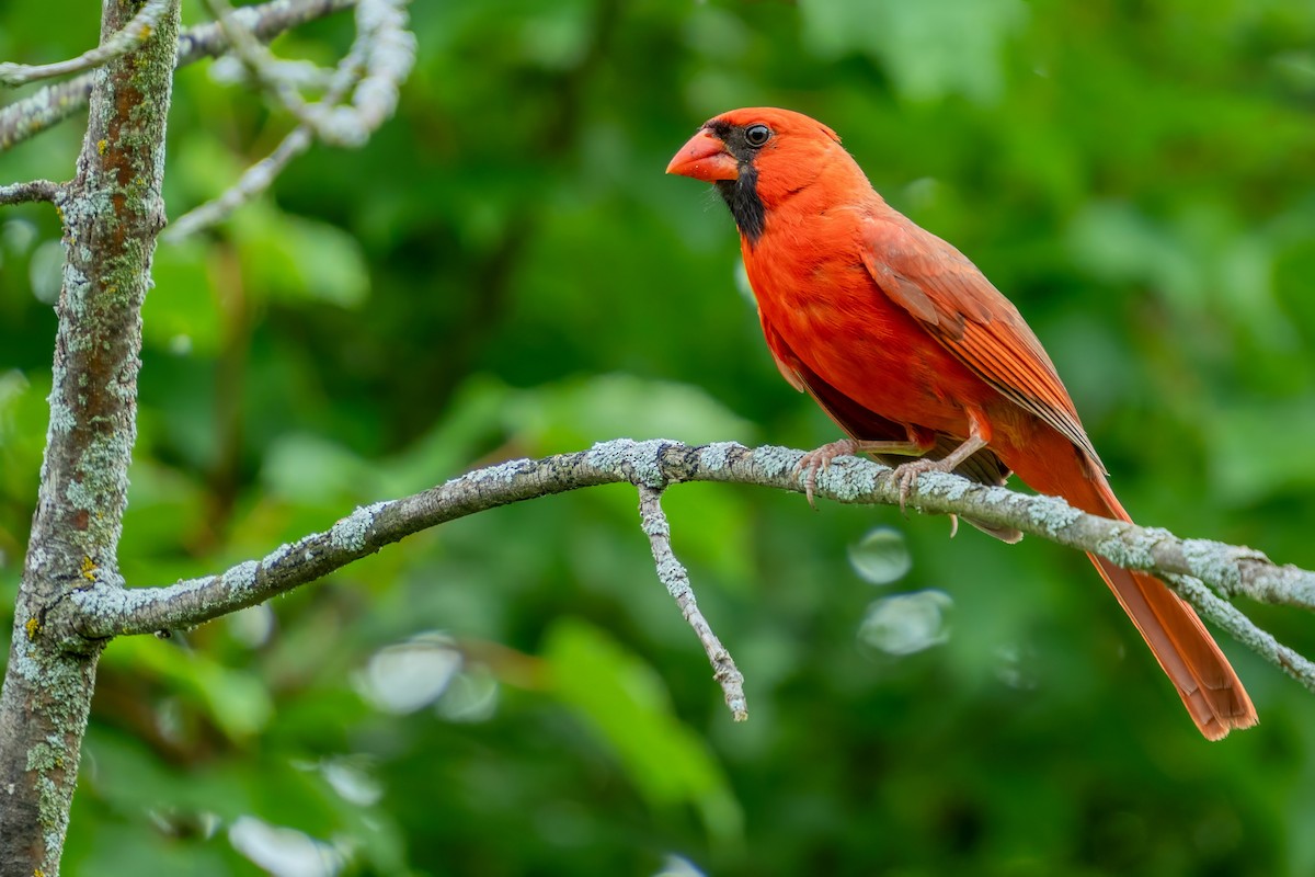 Northern Cardinal - ML621319168