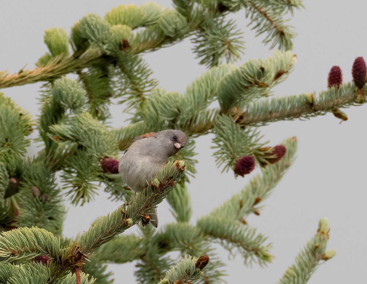 Junco Ojioscuro (caniceps) - ML621319171