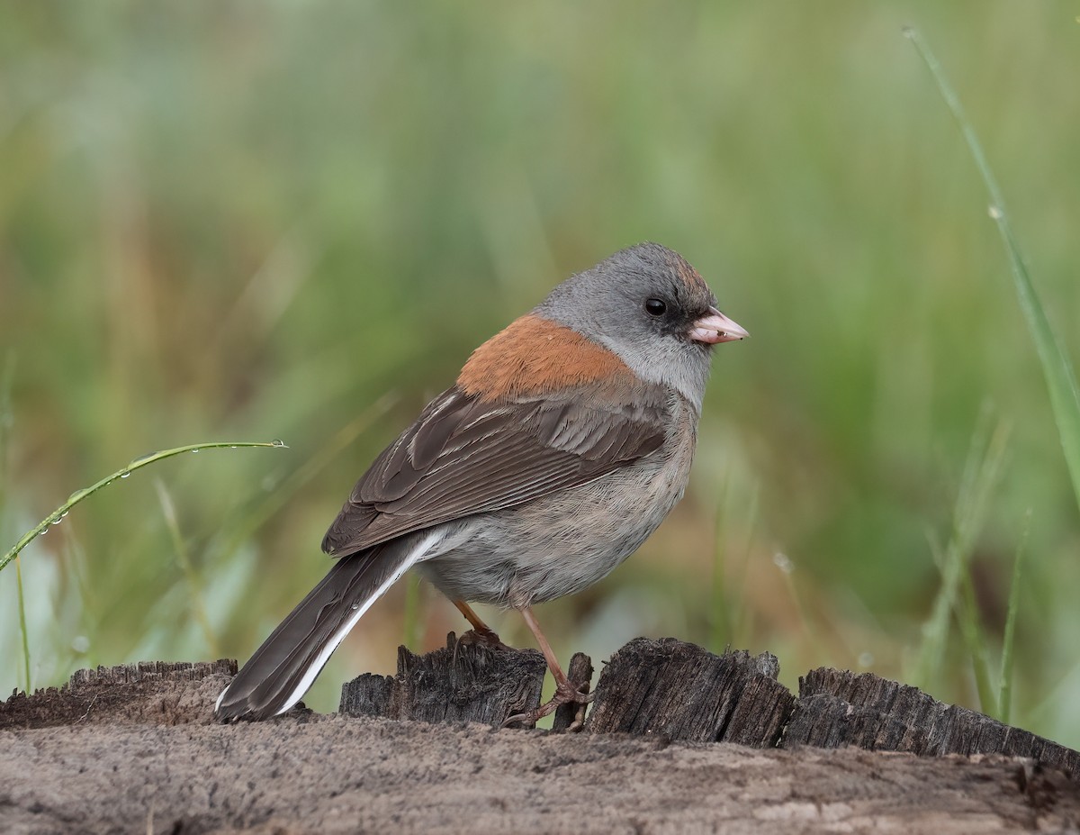 Dark-eyed Junco (Gray-headed) - ML621319174