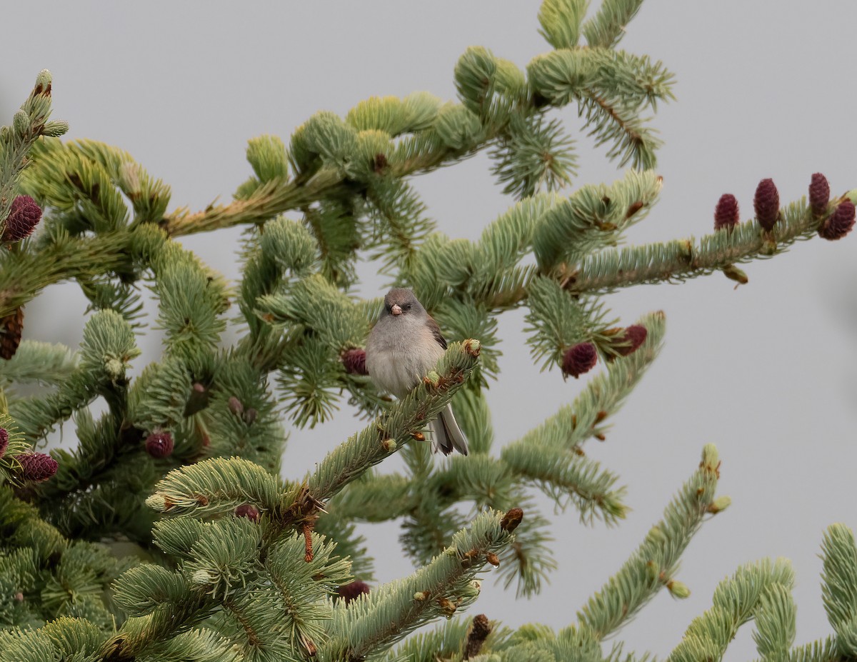 Junco Ojioscuro (caniceps) - ML621319176