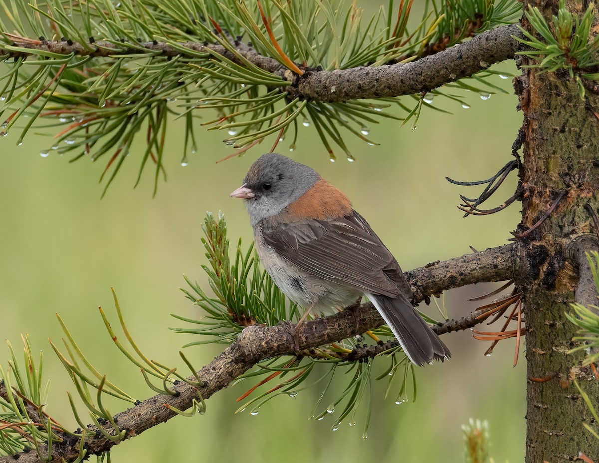 Dark-eyed Junco (Gray-headed) - ML621319177