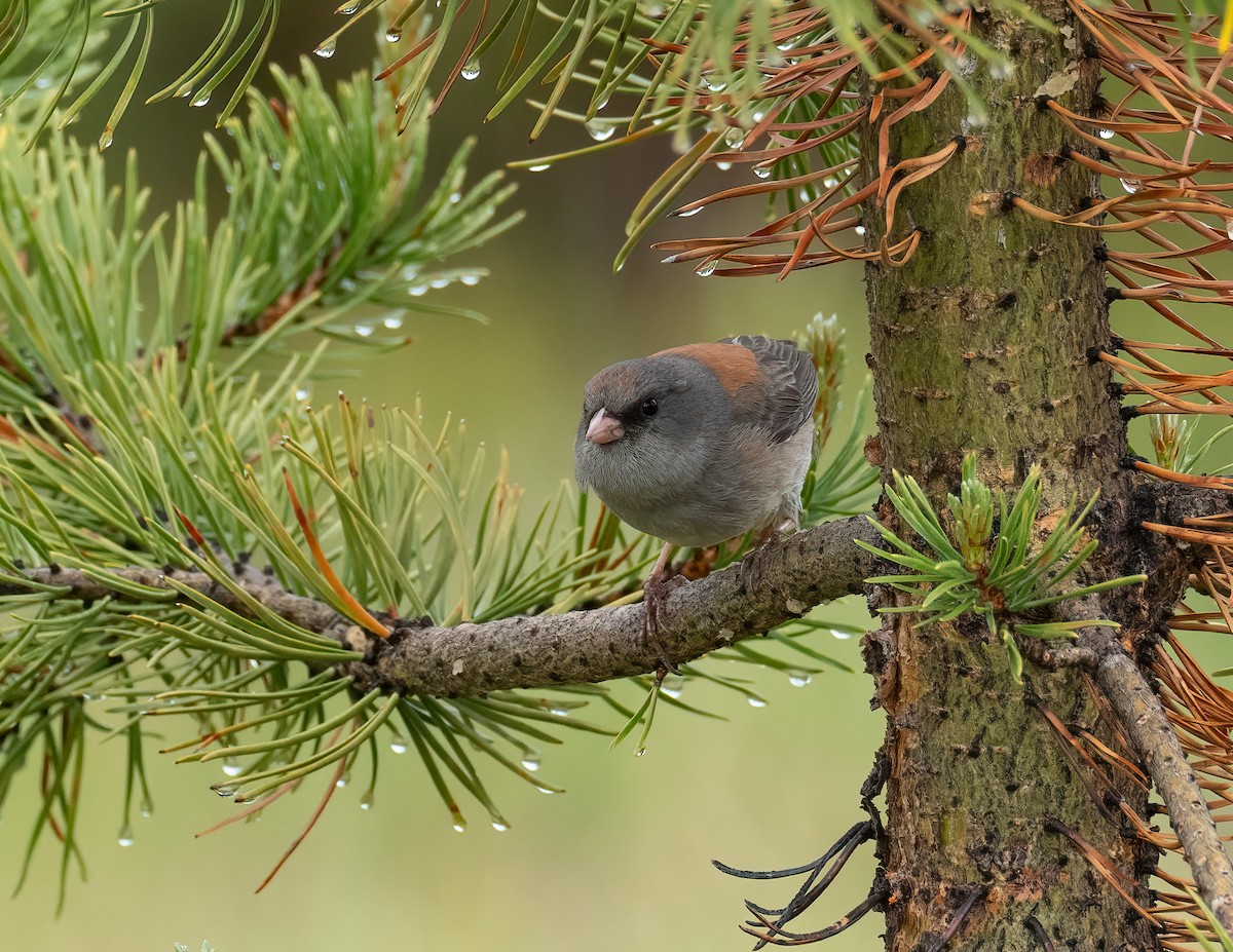 Junco Ojioscuro (caniceps) - ML621319179