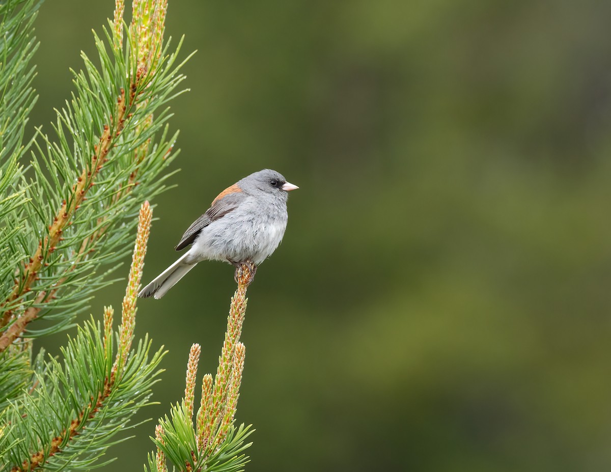 Junco Ojioscuro (caniceps) - ML621319181