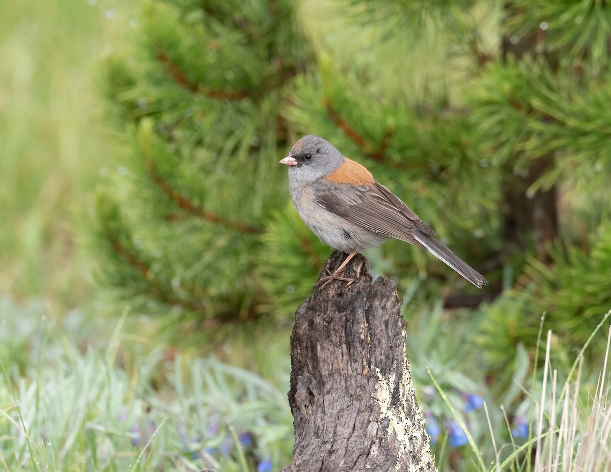 Dark-eyed Junco (Gray-headed) - ML621319182