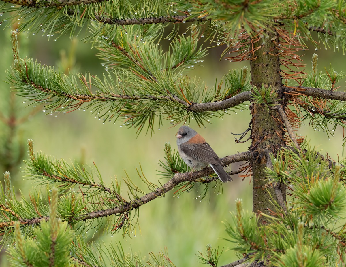 Junco Ojioscuro (caniceps) - ML621319183