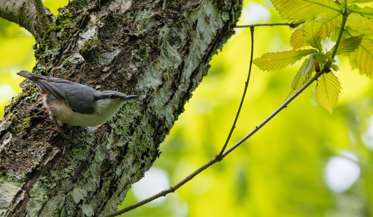 Eurasian Nuthatch (Buff-bellied) - ML621319192