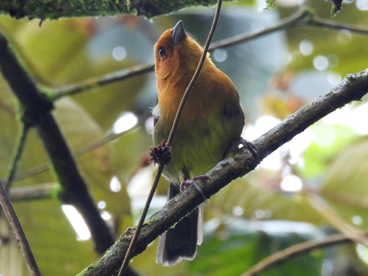 Ochre-breasted Brushfinch - ML621319209