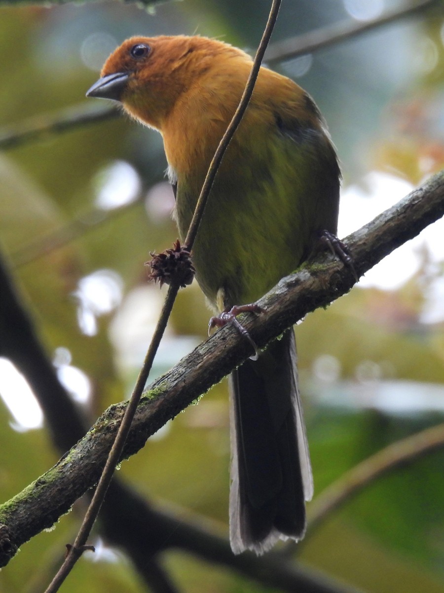 Ochre-breasted Brushfinch - ML621319210