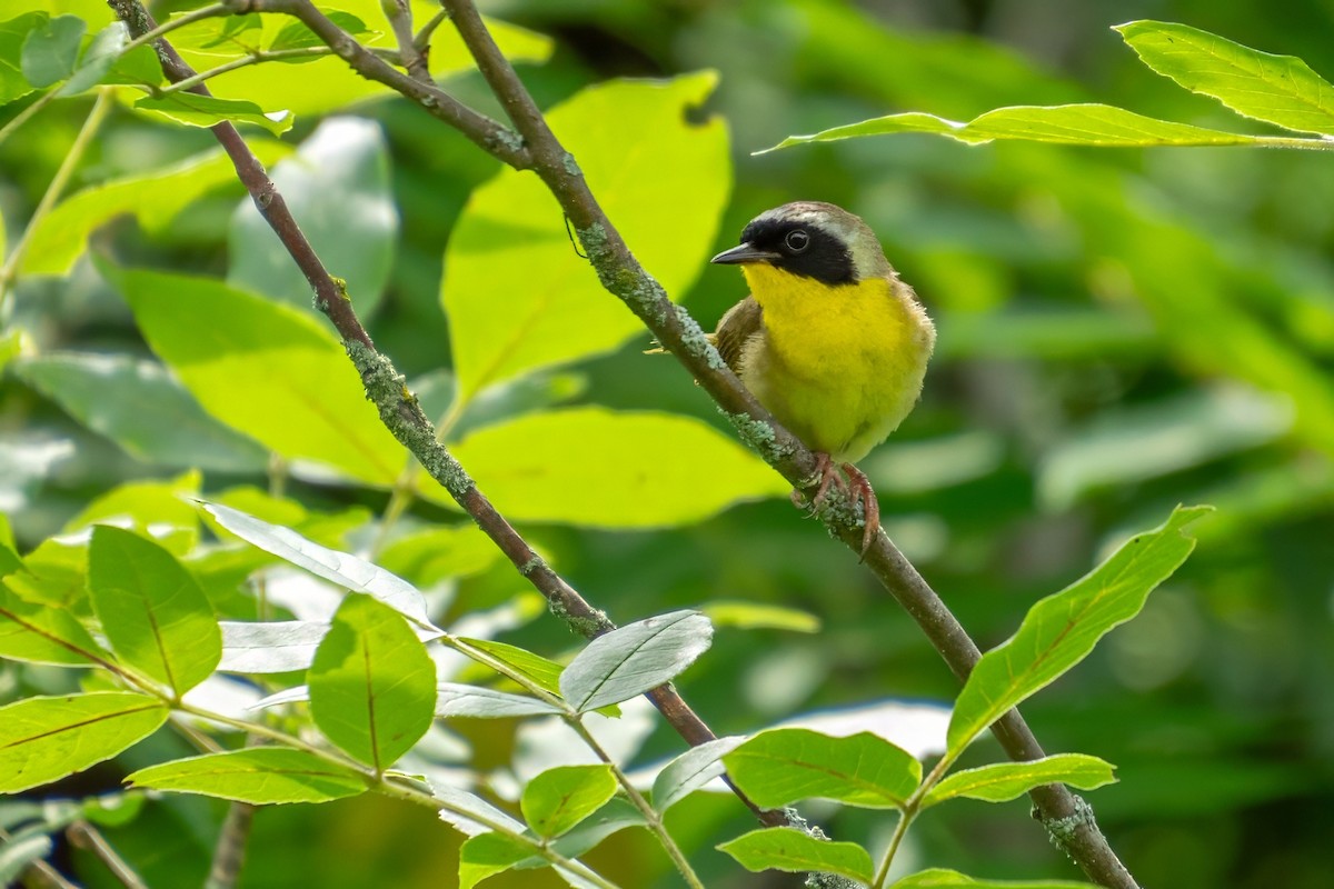 Common Yellowthroat - ML621319237