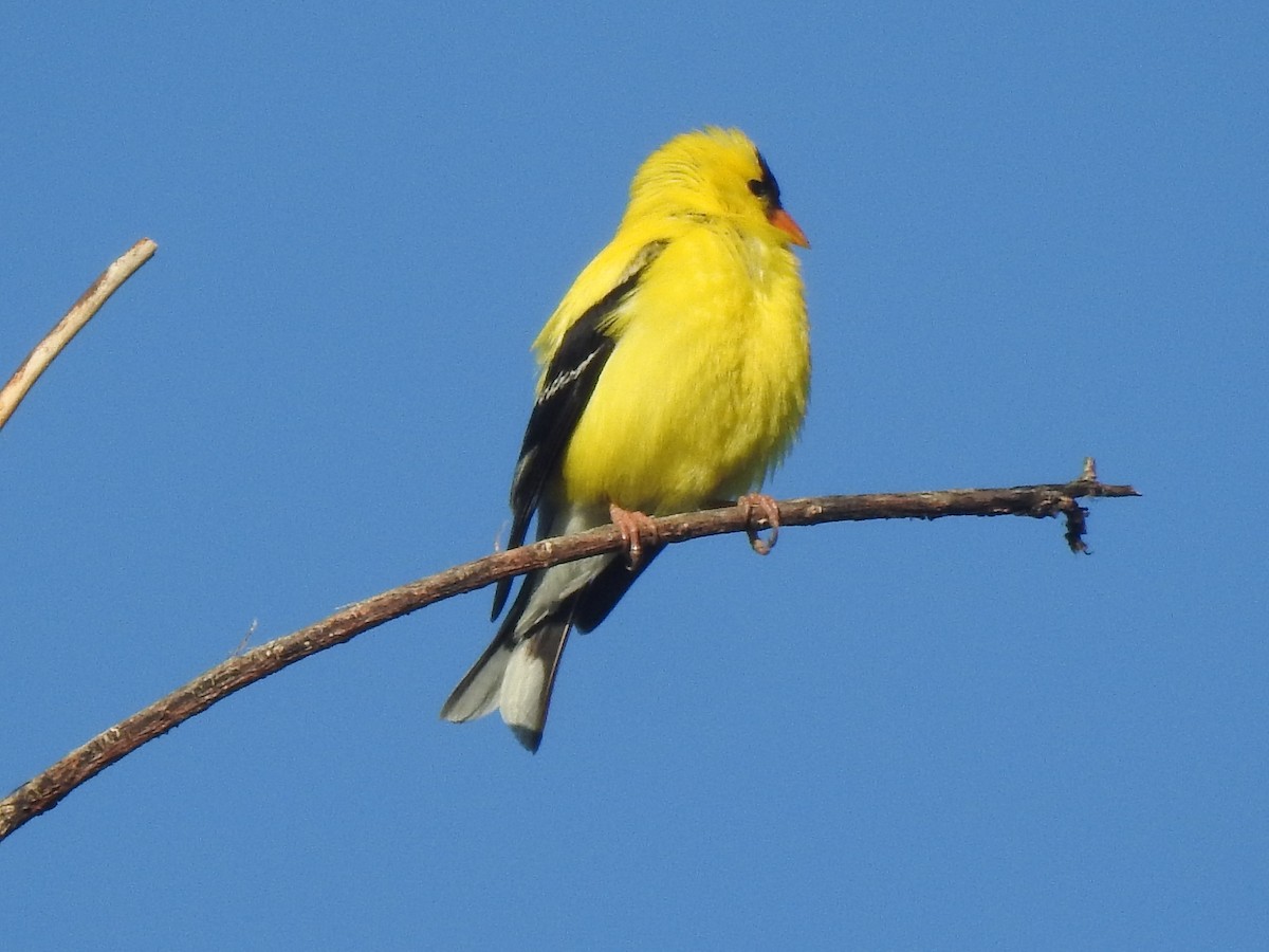 gulstillits - ML621319297