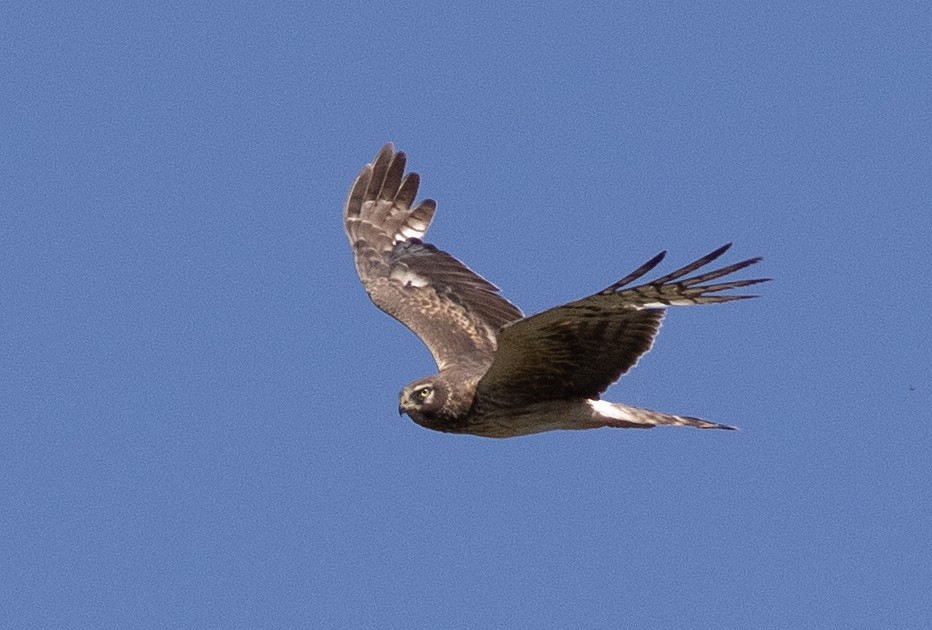 Northern Harrier - ML621319358