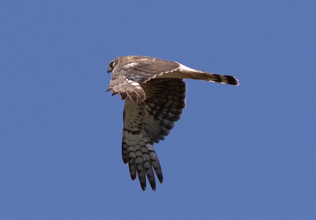 Northern Harrier - ML621319359