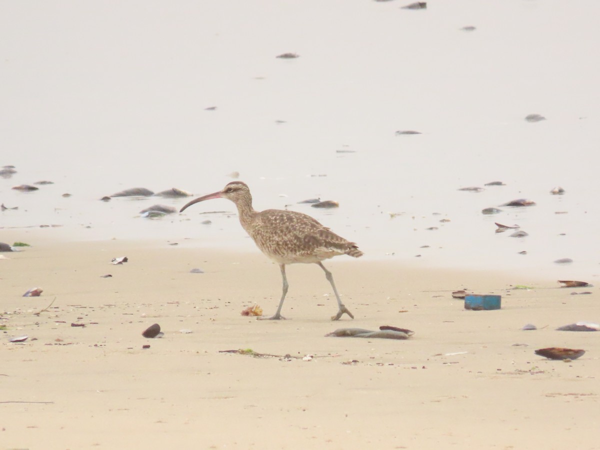 Whimbrel - ML621319360