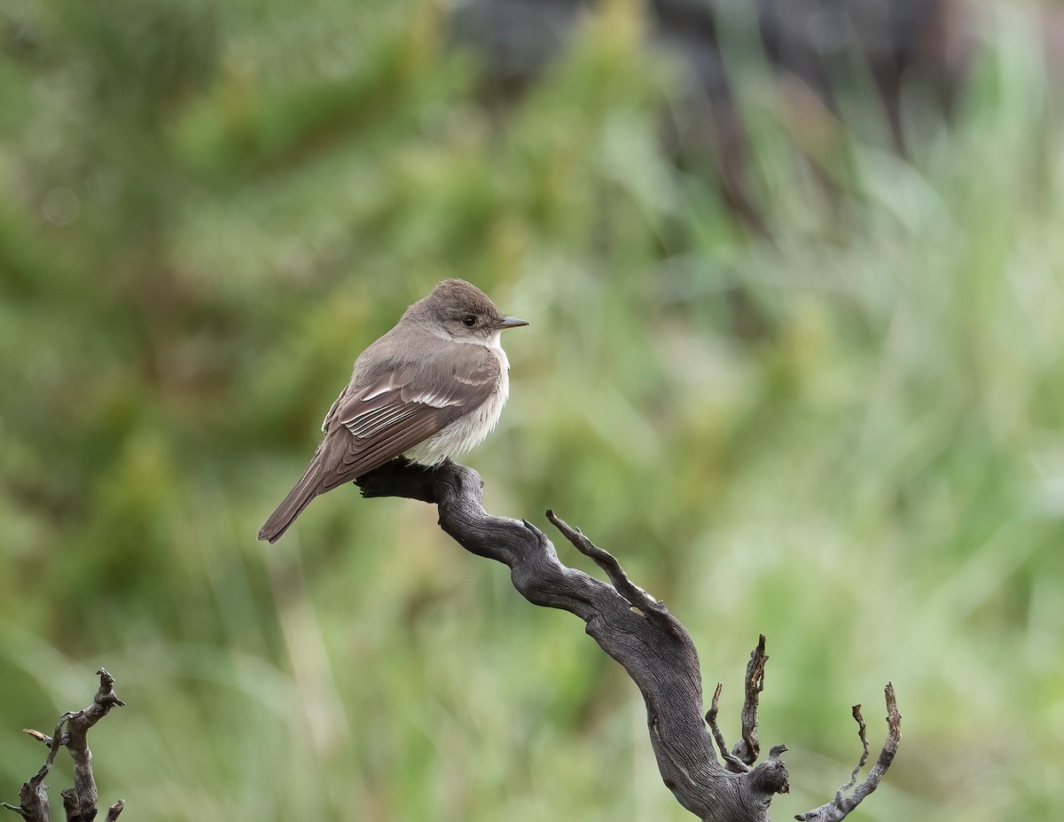 Western Wood-Pewee - ML621319422