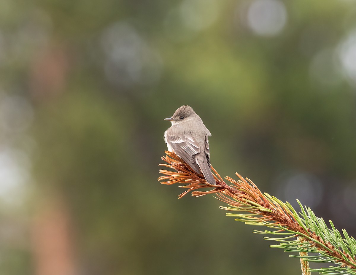 Western Wood-Pewee - ML621319423