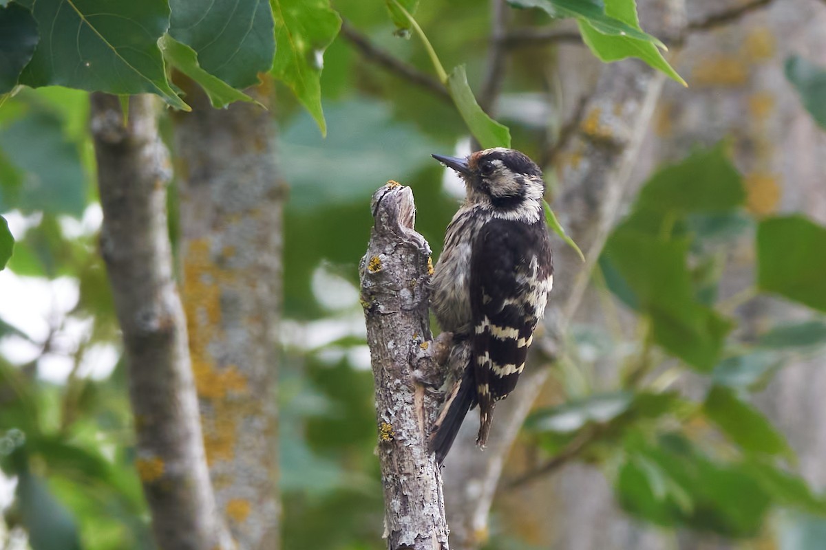 Lesser Spotted Woodpecker - Luis Manso