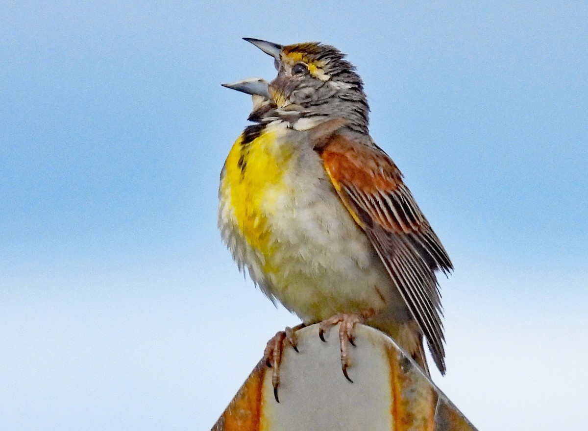 Dickcissel - ML621319581