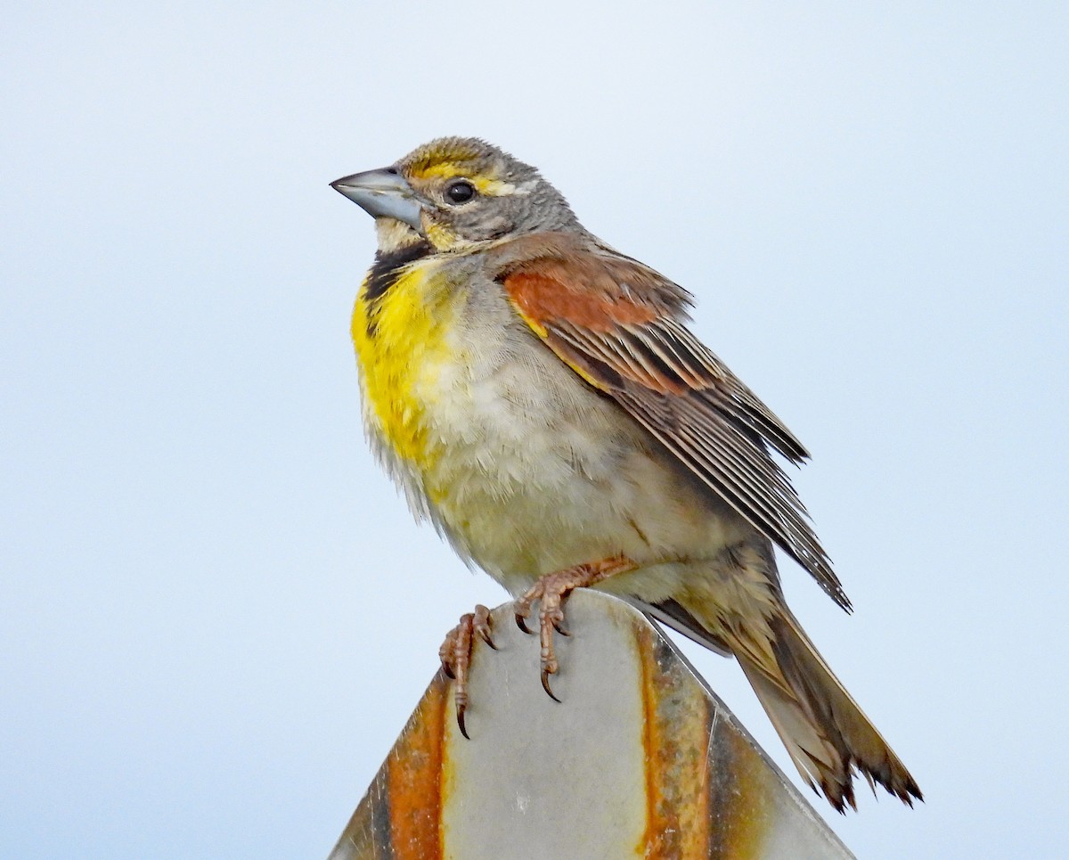 Dickcissel - ML621319582