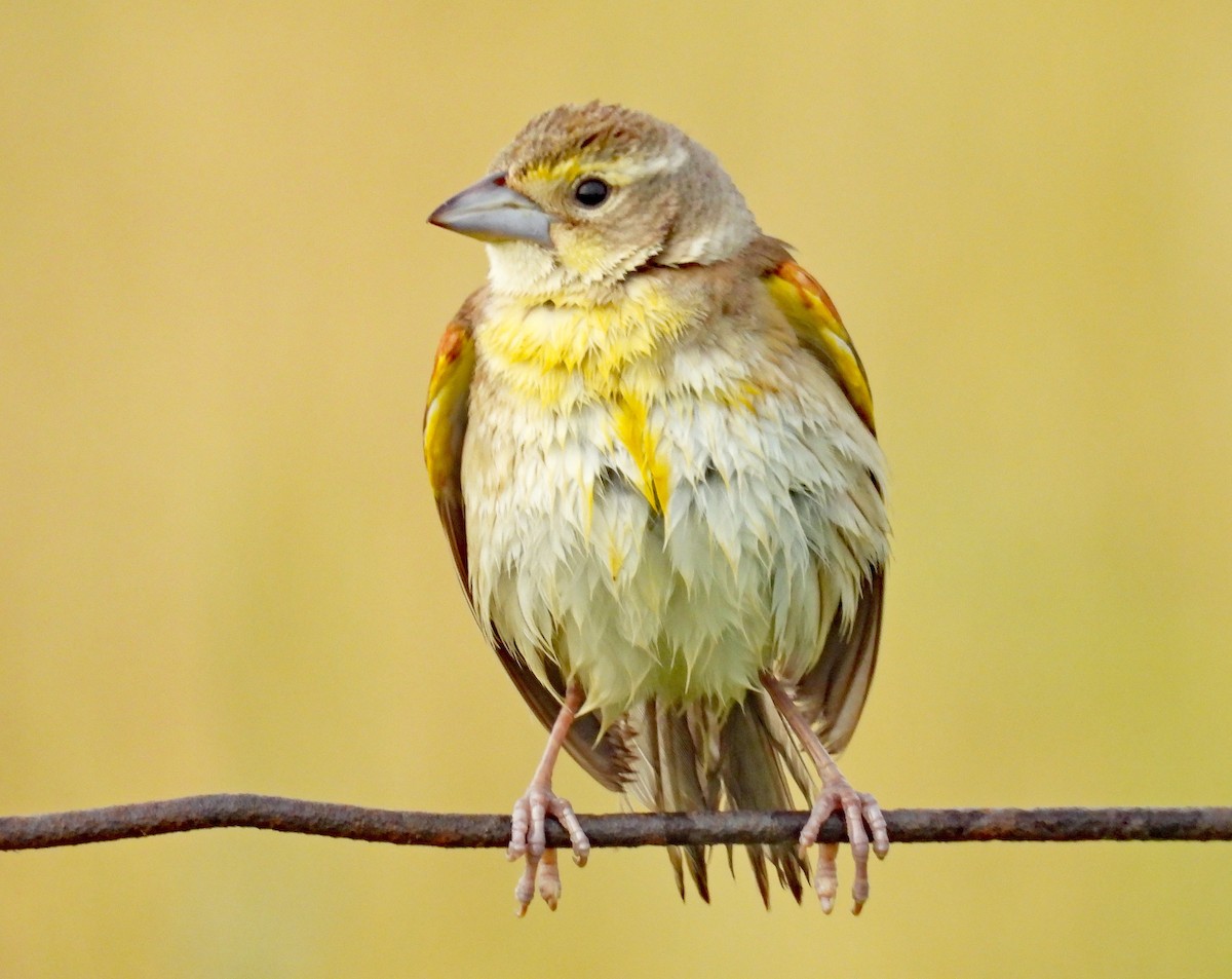 Dickcissel - ML621319585