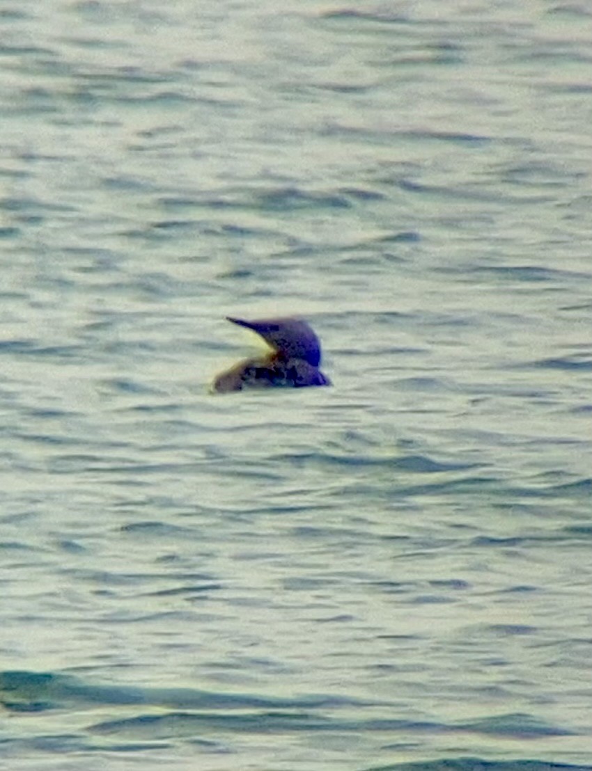 Red-throated Loon - ML621319704