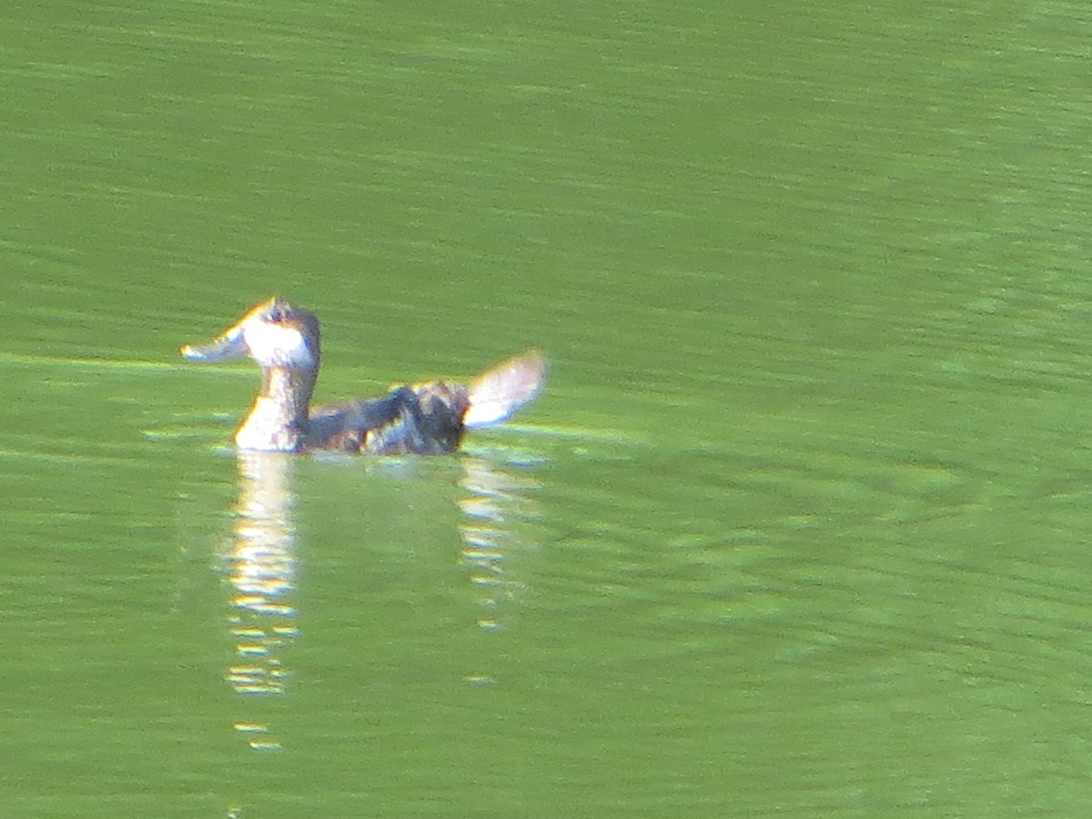 Ruddy Duck - ML621319726