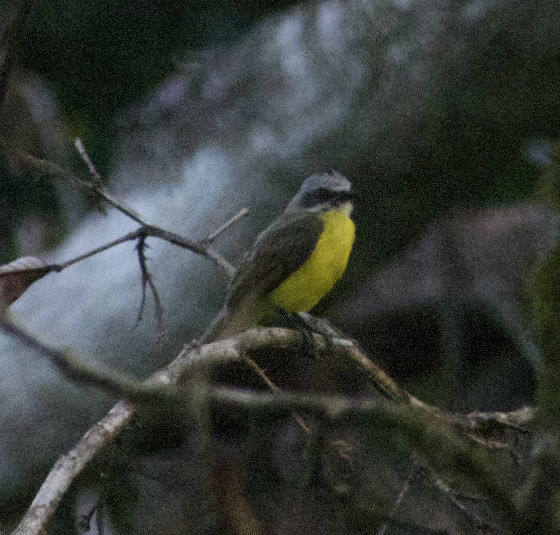 Gray-capped Flycatcher - Al Cadesky