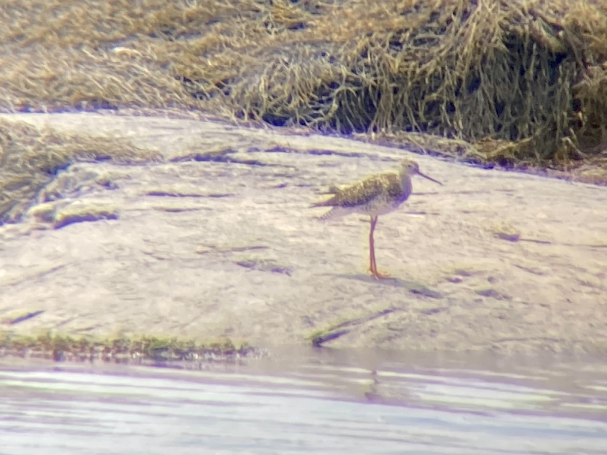 Greater Yellowlegs - ML621319789