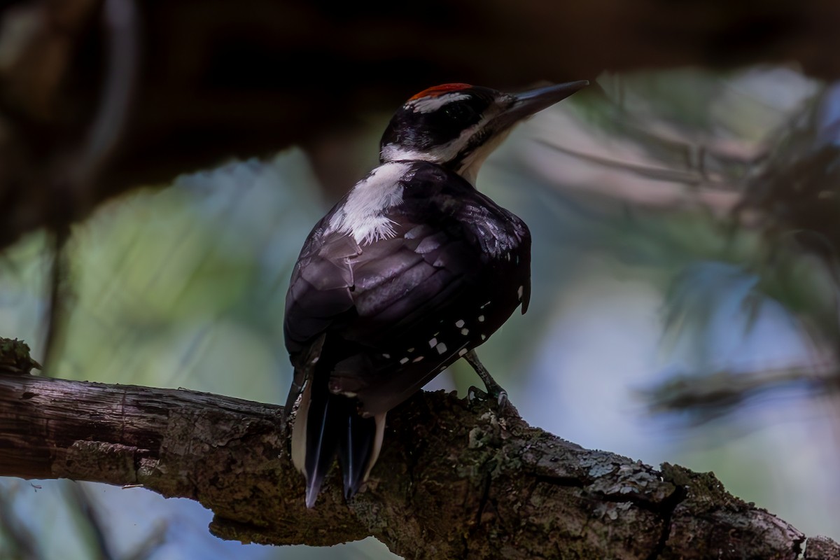 Hairy Woodpecker - ML621319799