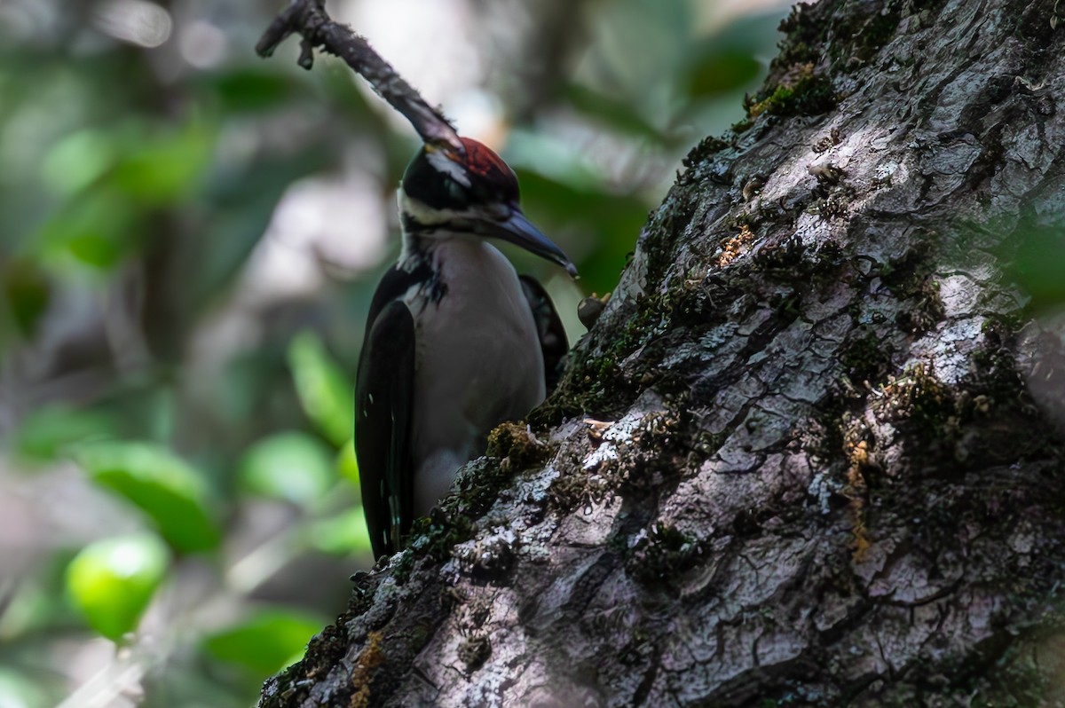 Hairy Woodpecker - ML621319800