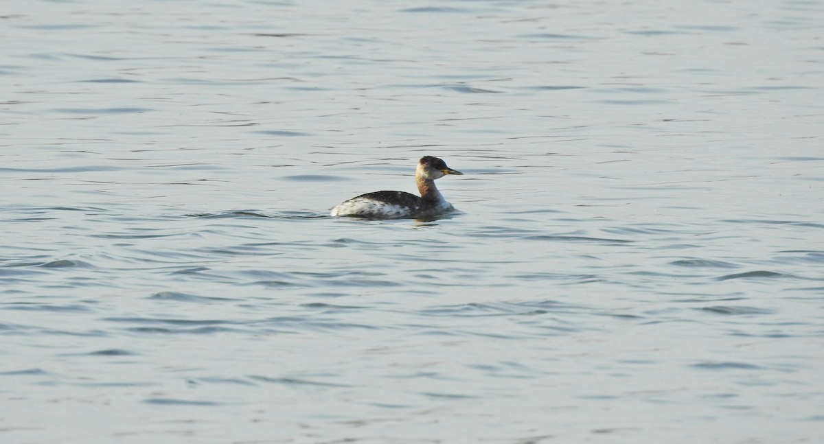 赤頸鸊鷉 - ML621319801