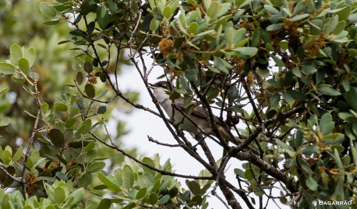 Western Orphean Warbler - ML62131981