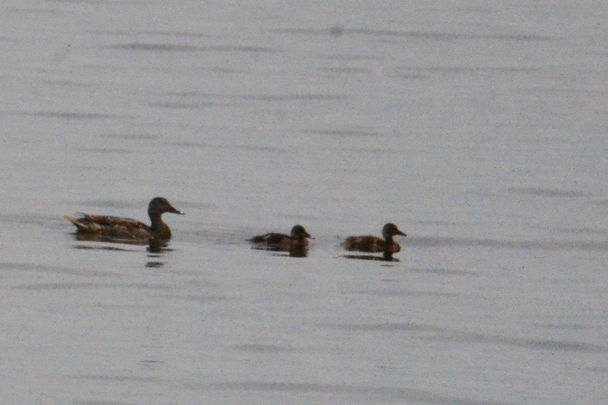 Mallard - ML621319828