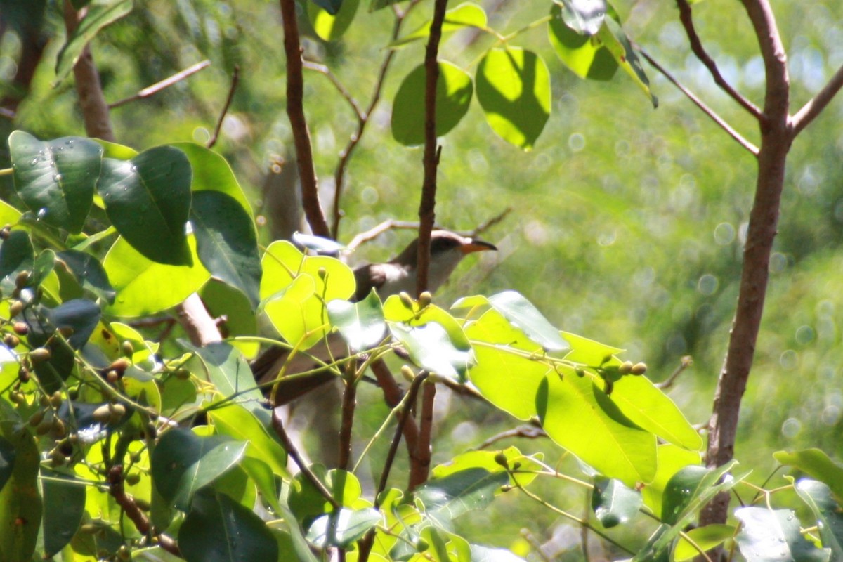 Yellow-billed Cuckoo - ML621319829