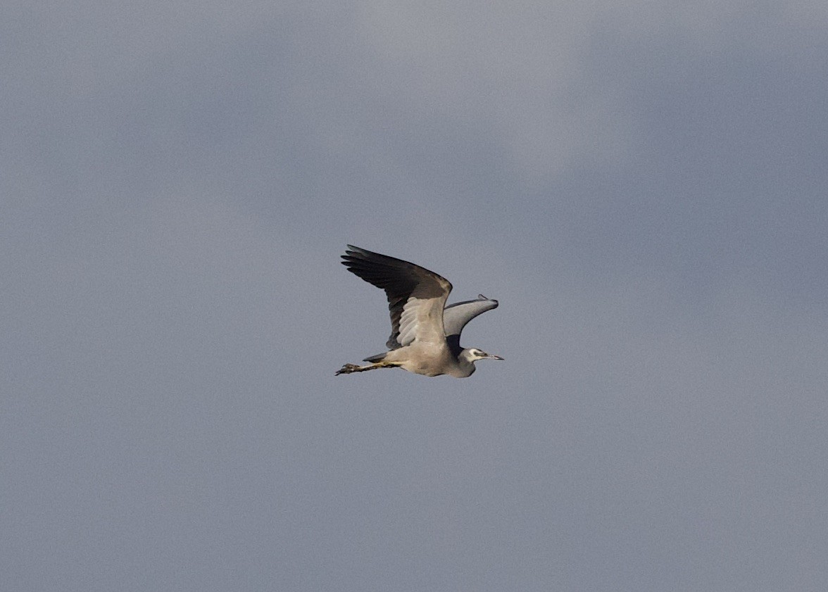 White-faced Heron - ML621319833