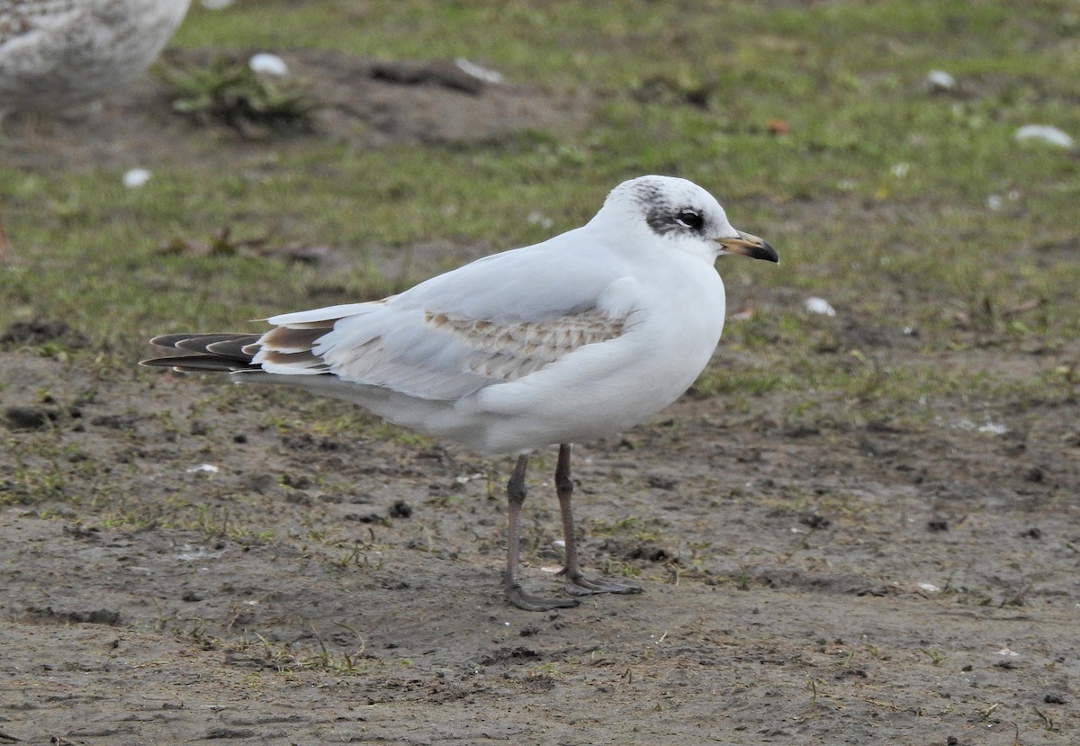 Mediterranean Gull - ML621319836