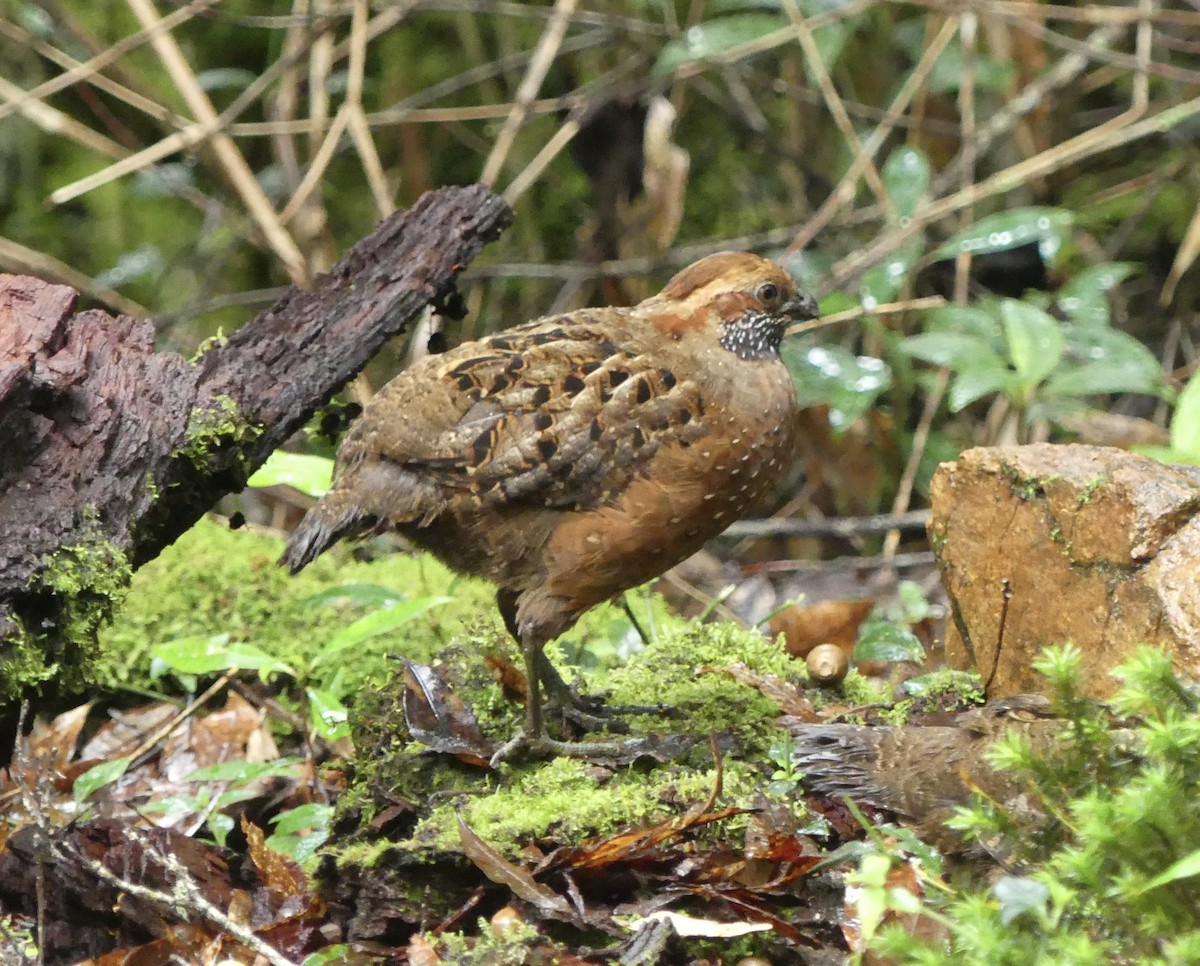 Spotted Wood-Quail - ML621319840