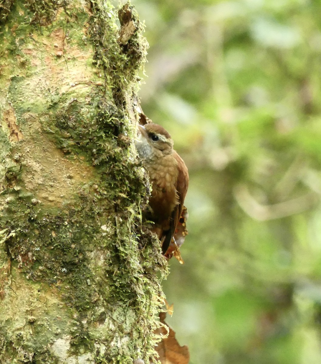 Ruddy Treerunner - ML621319845