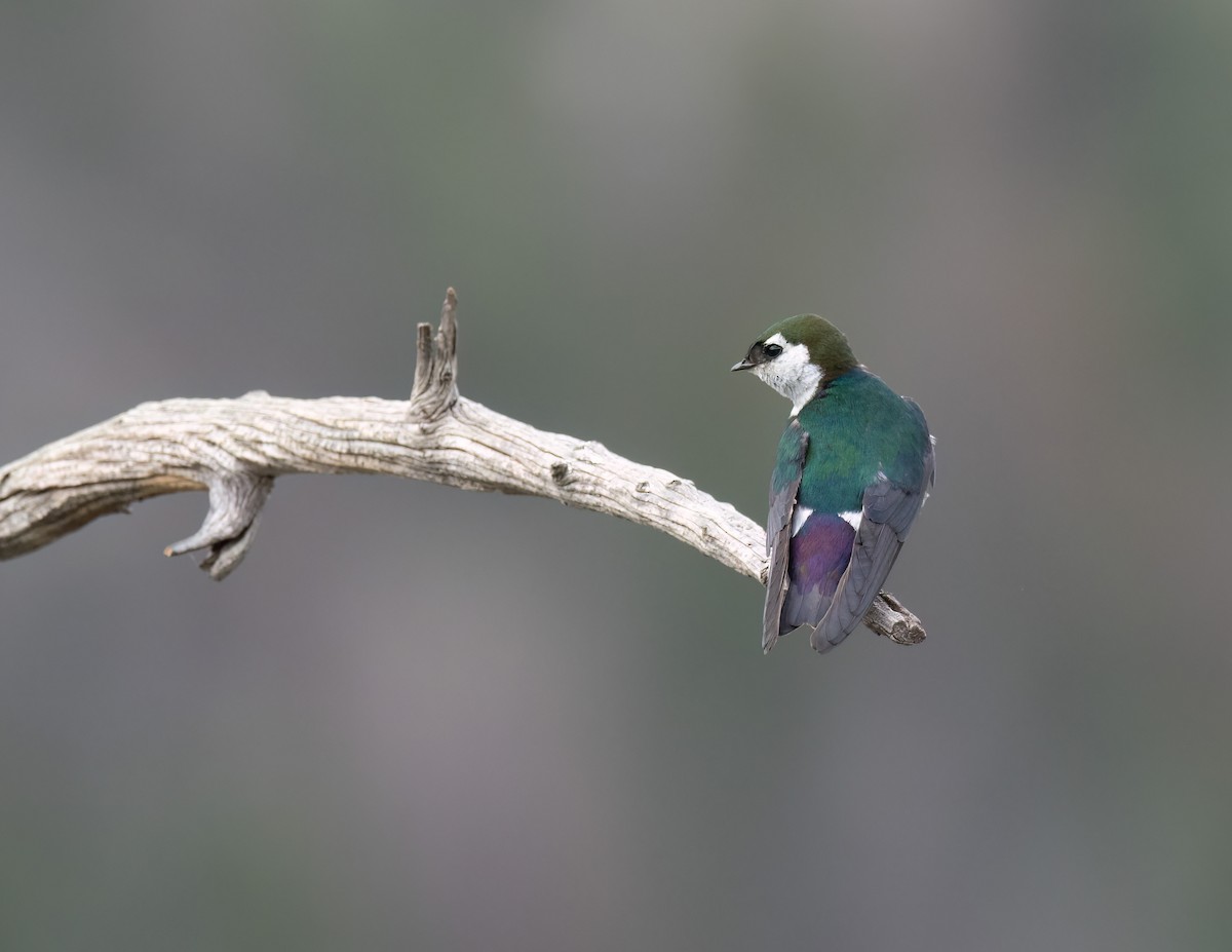 Violet-green Swallow - ML621319847
