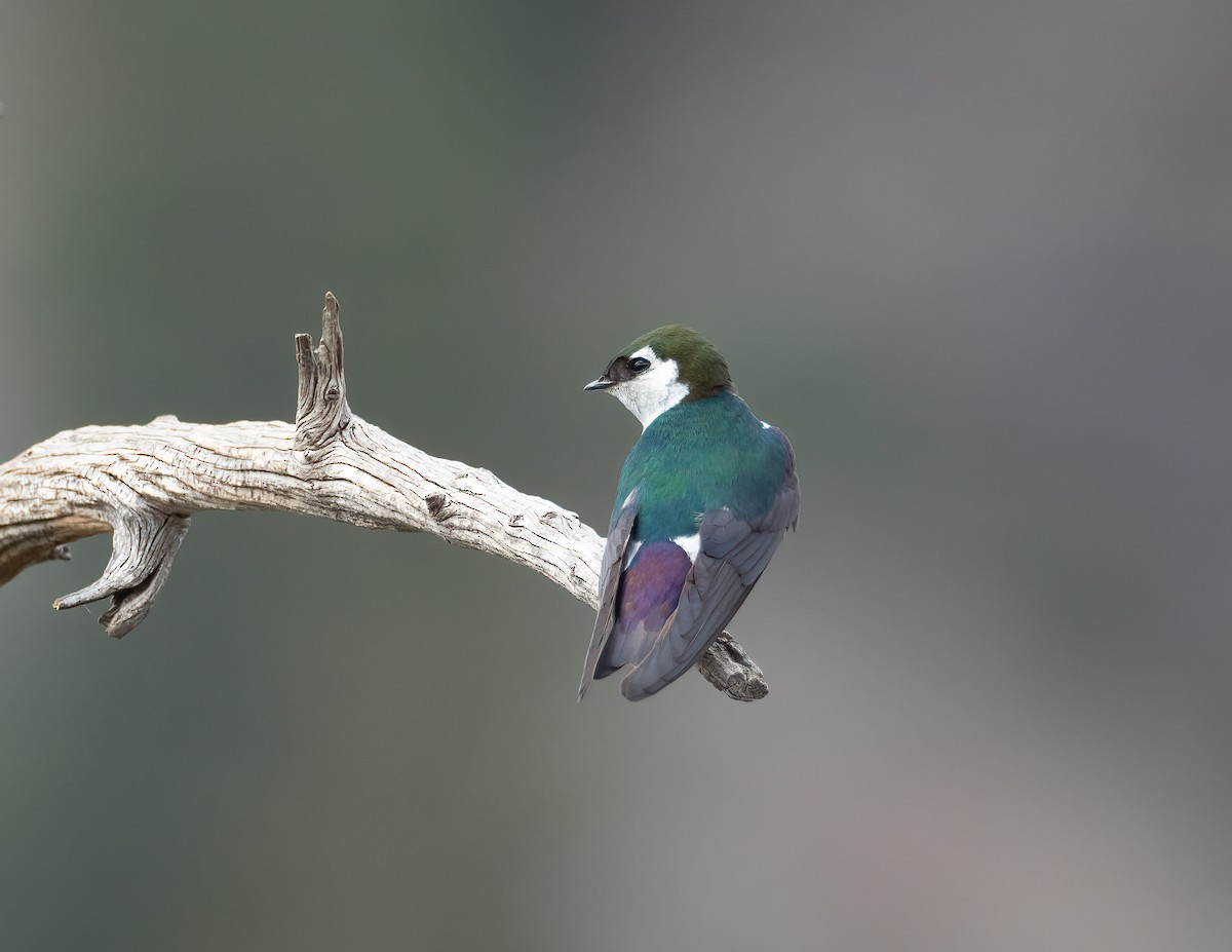 Violet-green Swallow - ML621319848