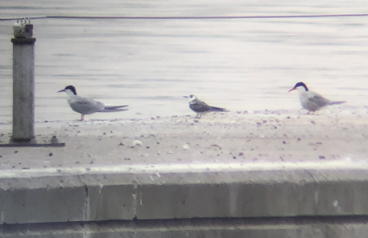 Black Tern - Brandon Holden
