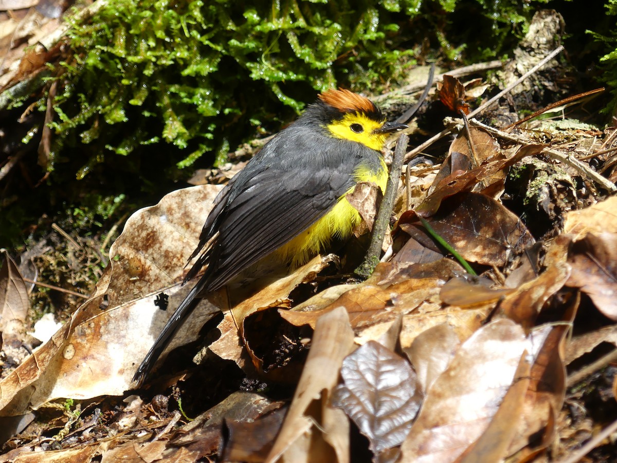 Collared Redstart - ML621319854