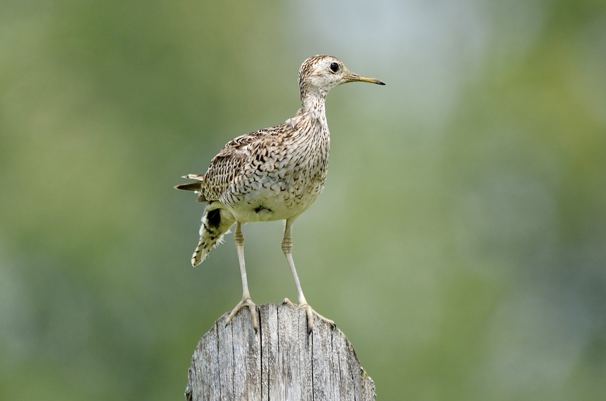 Upland Sandpiper - Anonymous