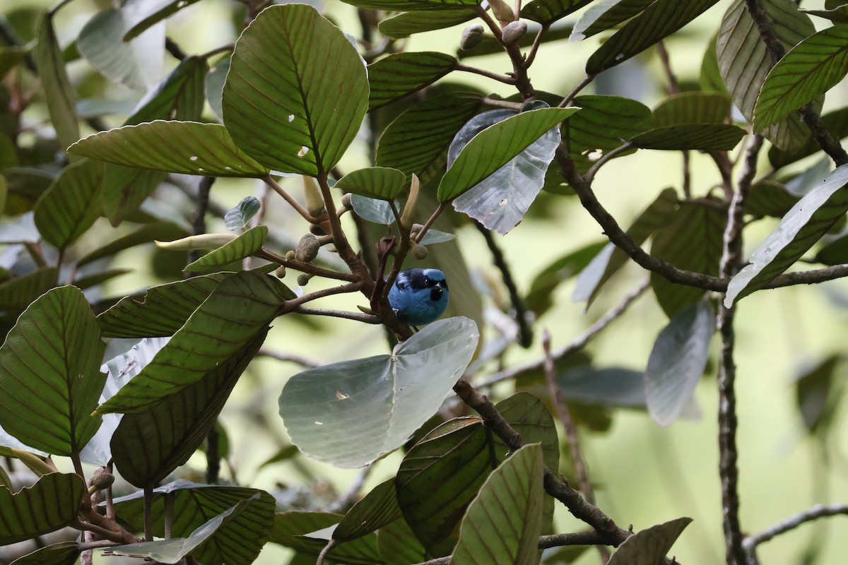 Turquoise Dacnis - ML621319887