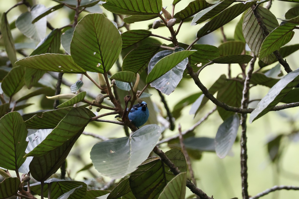 Turquoise Dacnis - ML621319892